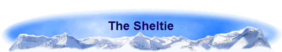 The Sheltie
